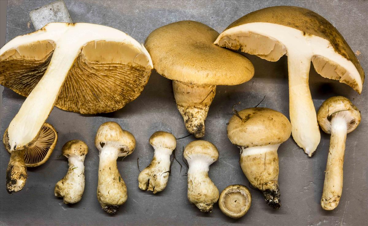 Cortinarius hedyaromaticus (door Nico Dam)